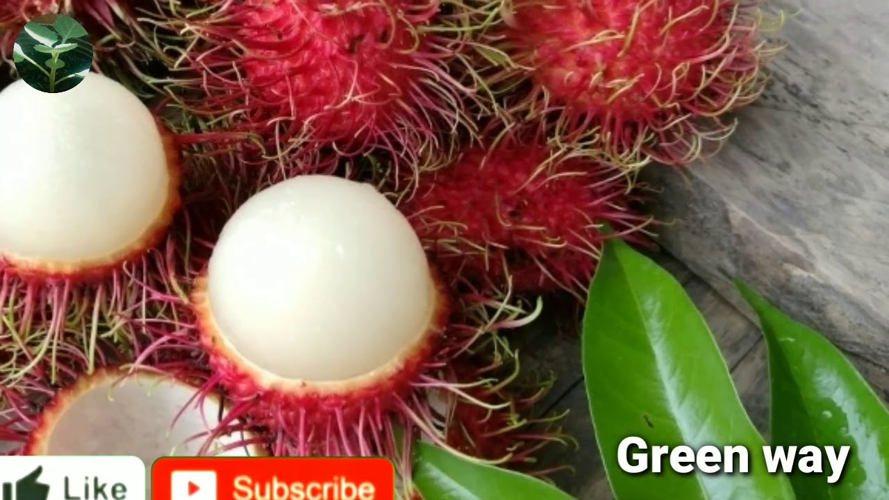 How to grow Rambutan | زراعة الرامبوتان والفوائد# فاكهة غريبة