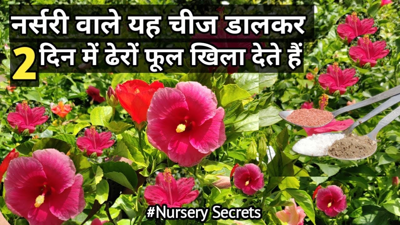 बस एक बार डालिए पौधे  में आएंगे इतने फूल की, सारे पड़ोसी होंगे जल कर राख