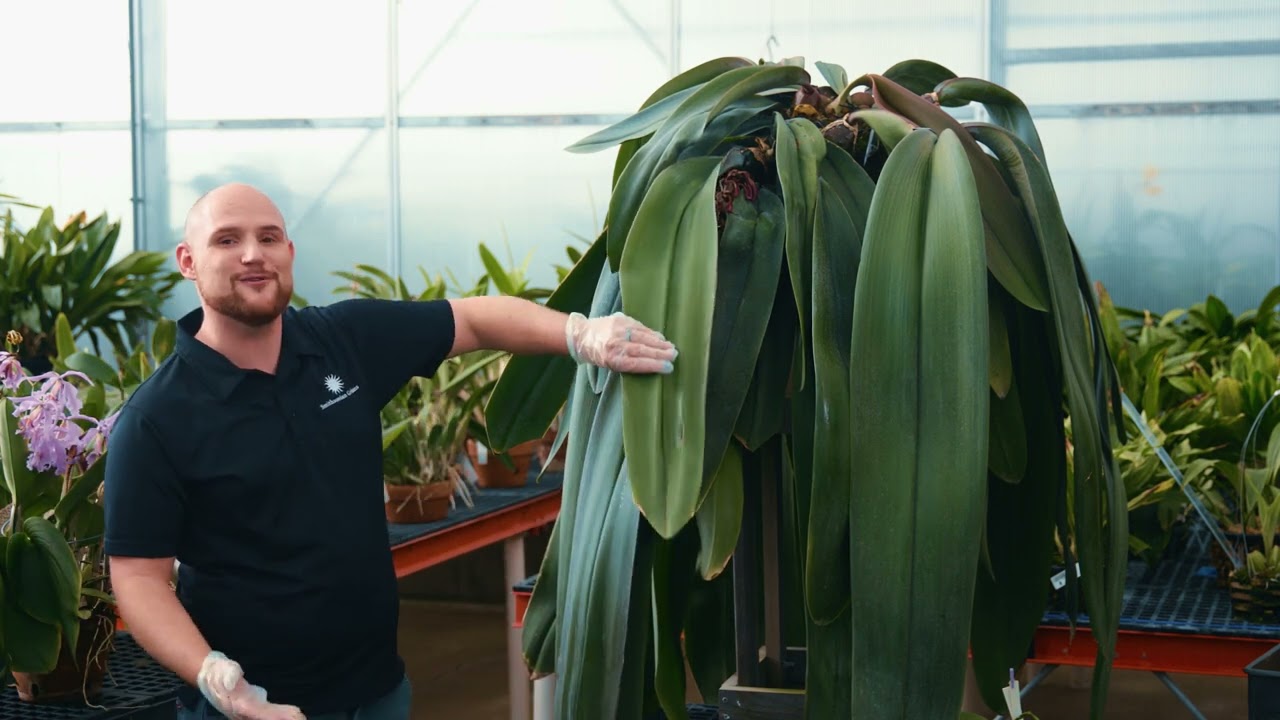 Smithsonian Gardens, Pathways to Conservation #FutureOfOrchids