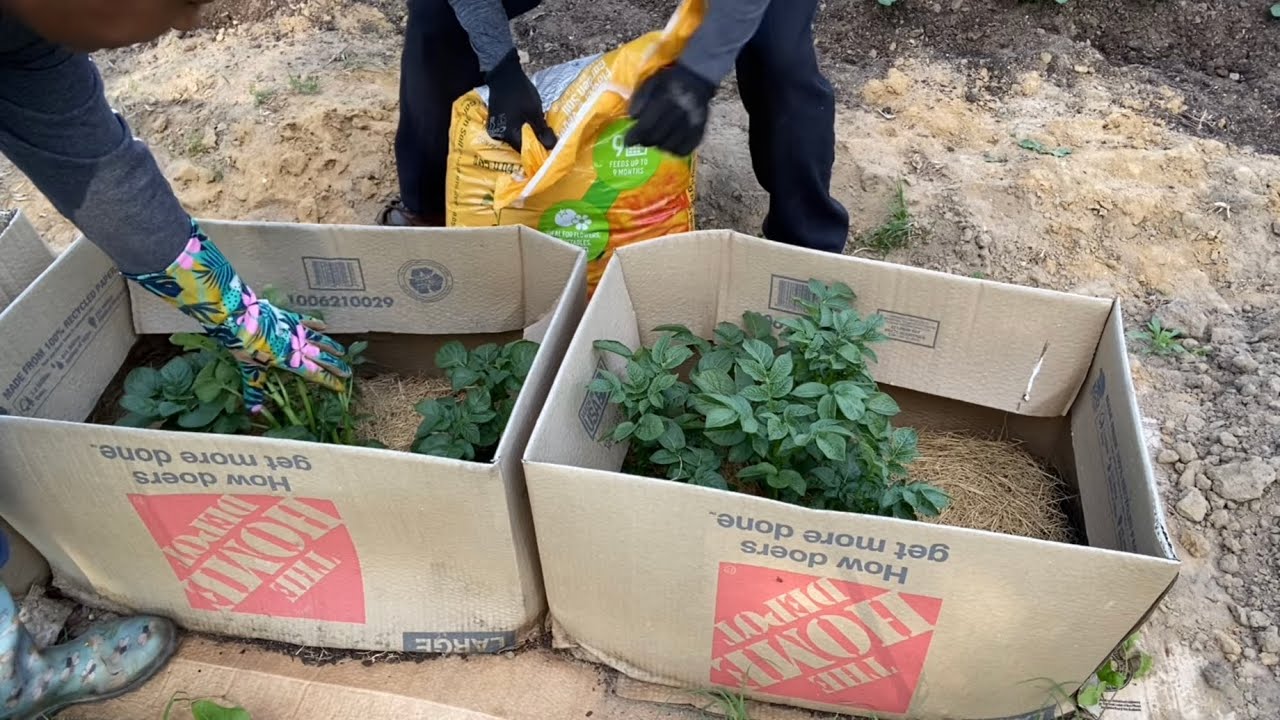Let’s Mound The Potatoes Growing In A Cardboard Box