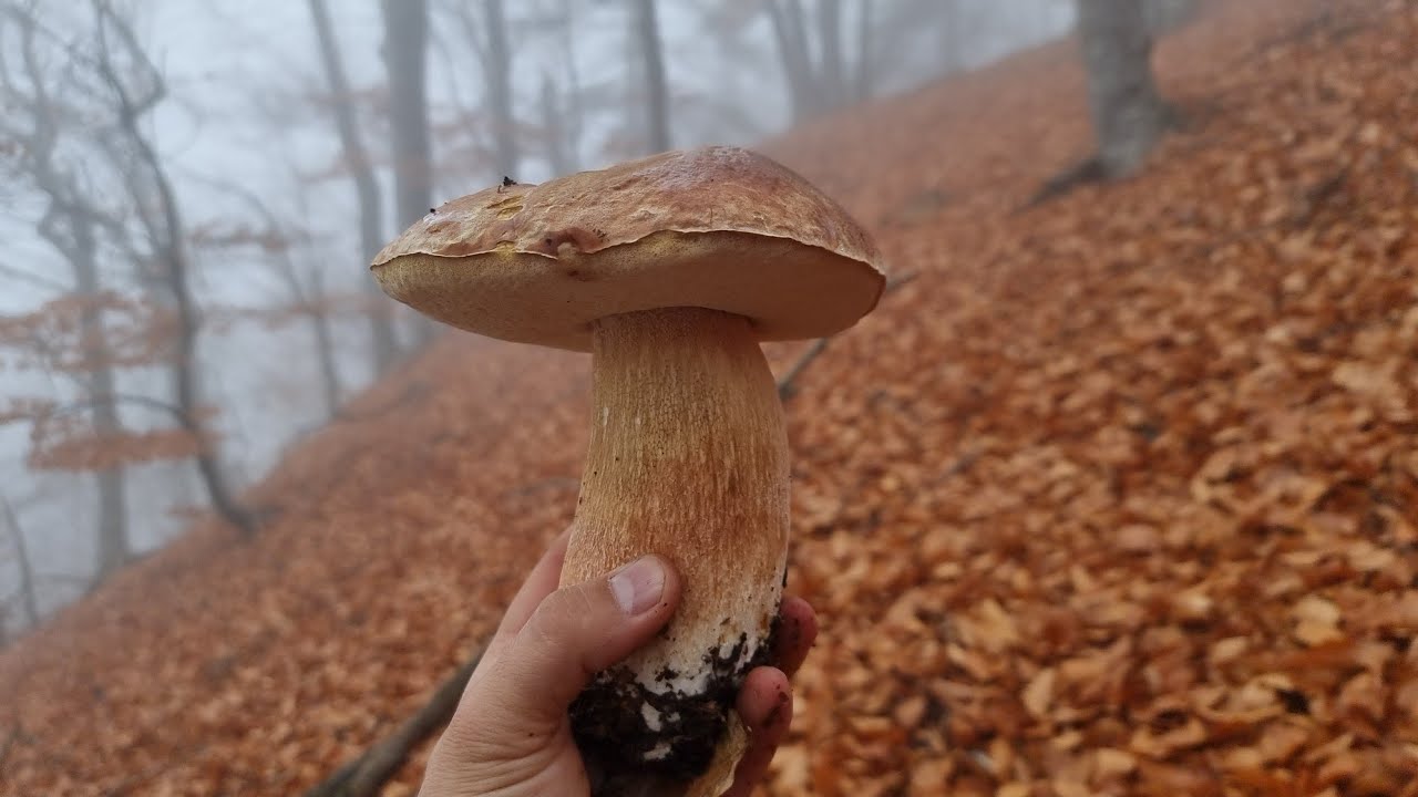 FUNGHI PORCINI | Tempo reale 10.12.BOMBAA