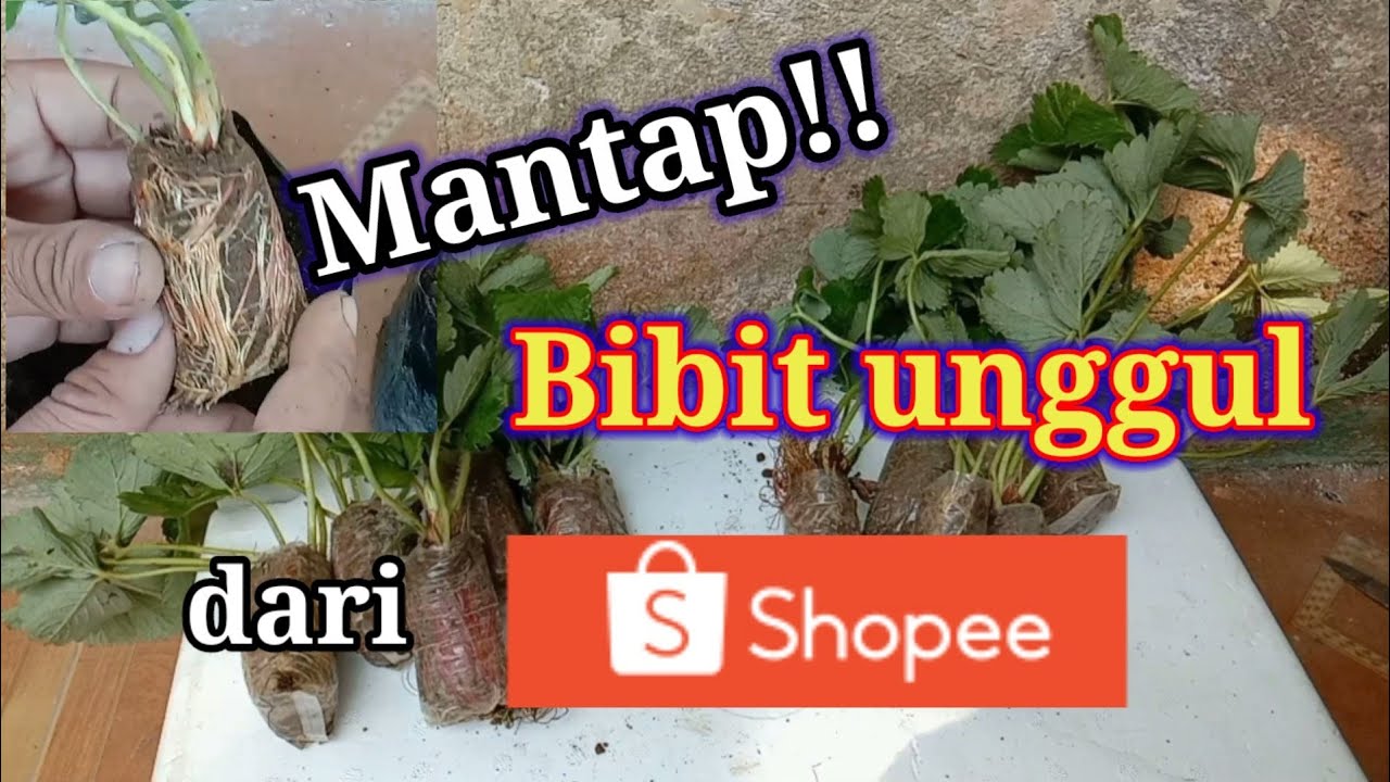 cara menanam strawberry dari belanja online | penangan bibit strawberry dari shopee