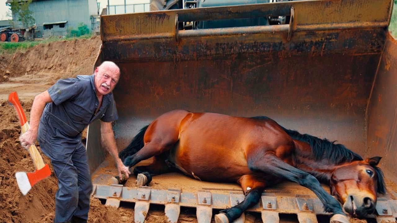 SHE COULDNT STAND… VETERINARIANS STUNNED BY WHAT THEY FOUND!