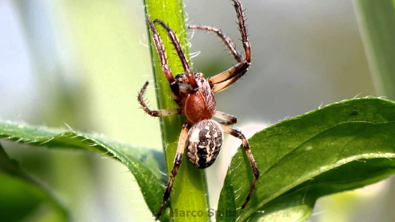 Larinioides cornutus