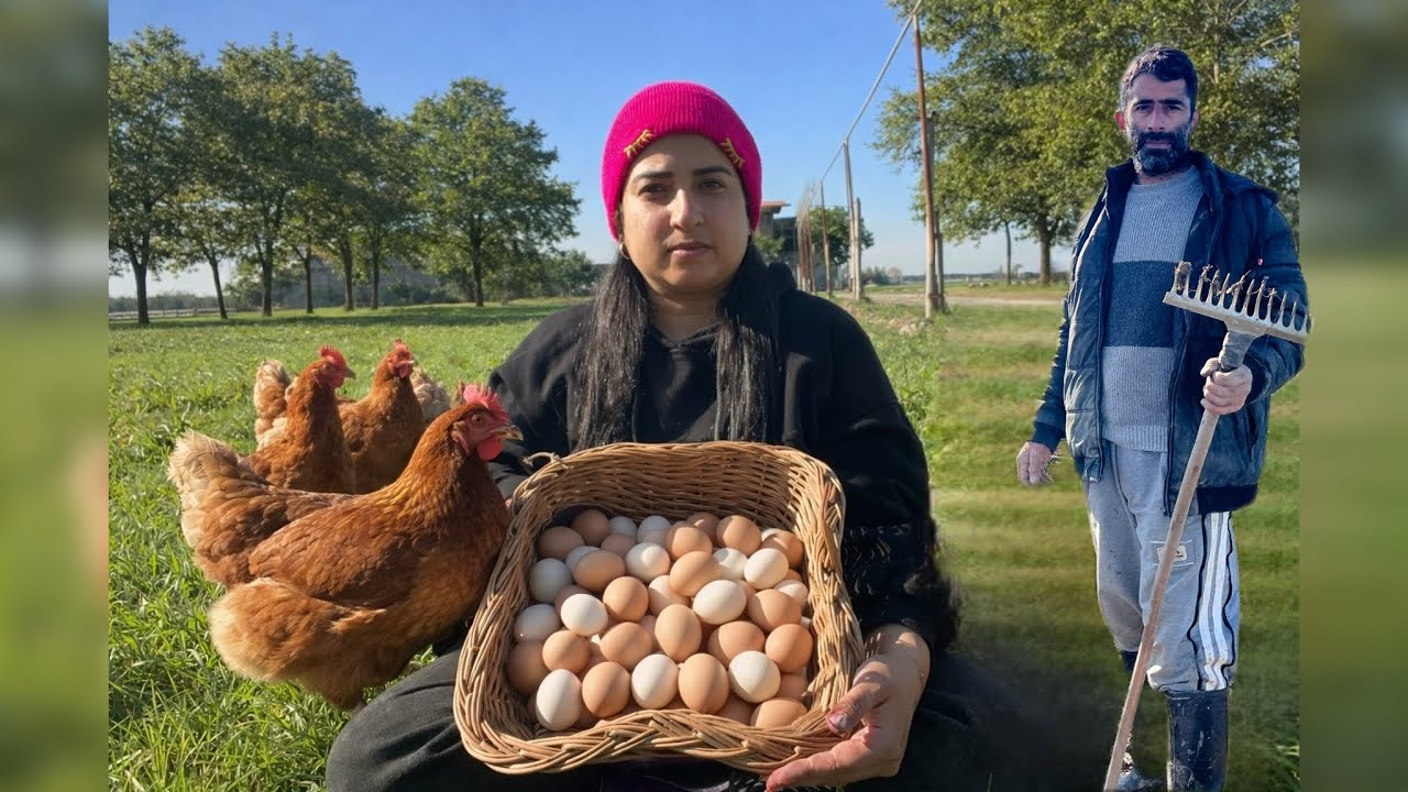 A Beautiful Dy on Nabat Farm Collecting & Selling Fresh eggs together