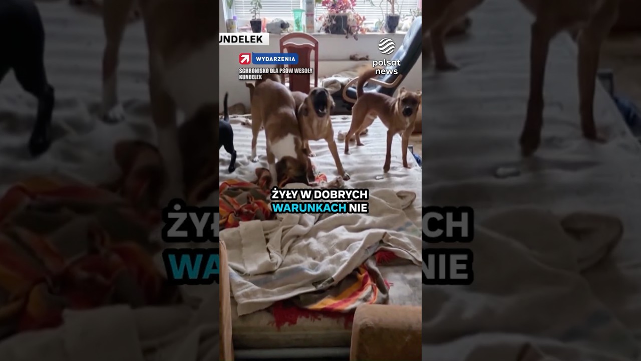 60 ps&oacute;w w jednym domu. Schronisko interweniuje
