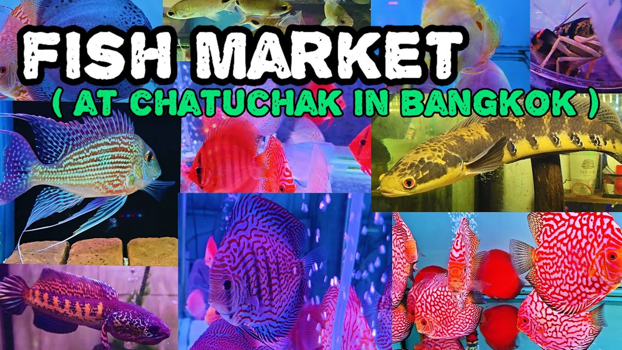 พาเดินดูปลาต้อย ๆ ย่างเท้าไปเรื่อย ๆ อย่างไร้จุดหมาย ณ ตลาดปลา สวนจตุจักร วันพุธ ❤️