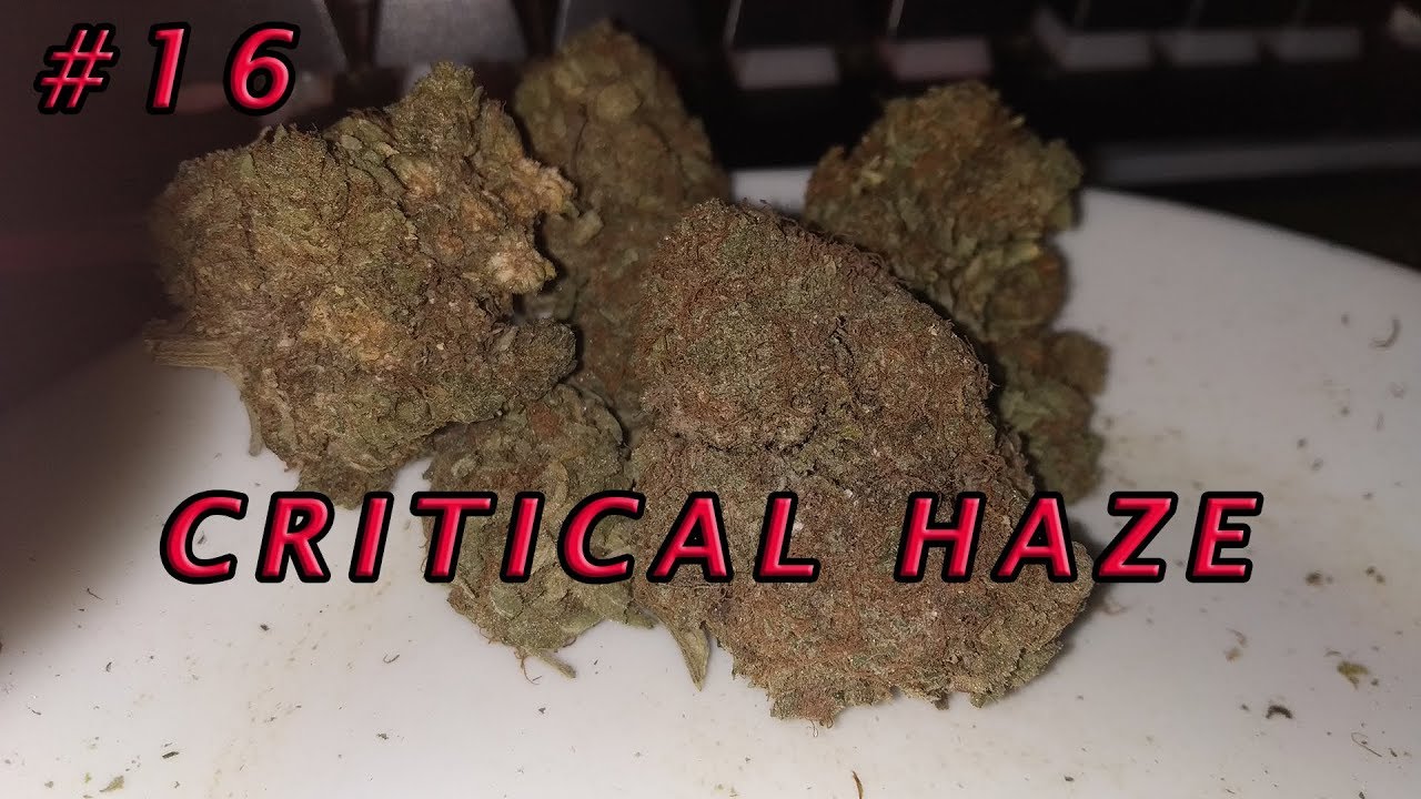 Qc Weed Review #16 - Critical Haze