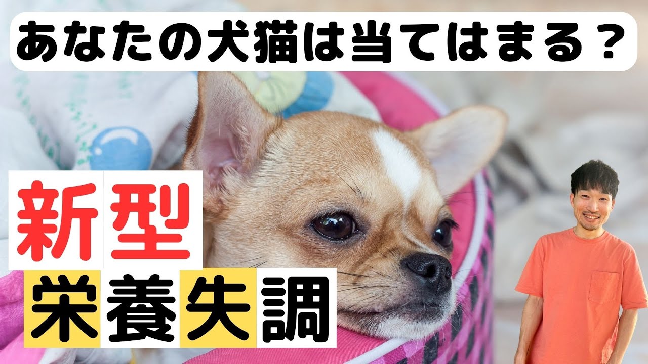 犬猫の隠れ栄養失調チェック【総合栄養食や手作りご飯の方必見】