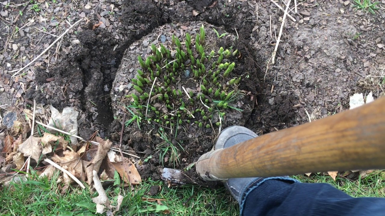 How to divide hostas
