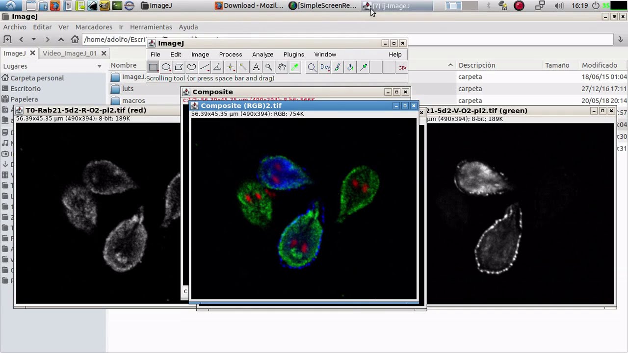 Procesando imágenes de microscopía de fluorescencia-Uso de los programas libres ImageJ e InKscape