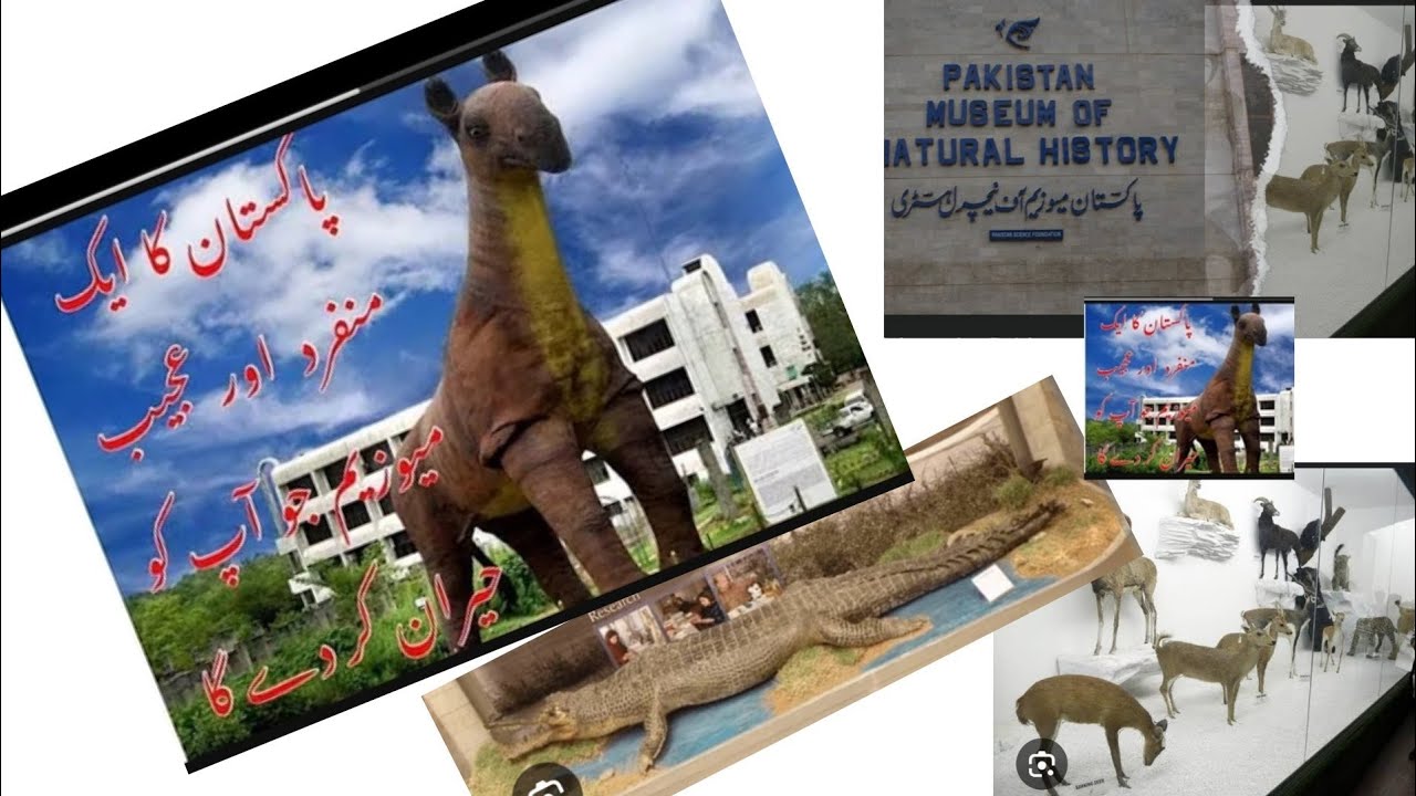 Museum of Natural History. @HISTORY @SacramentoHistoryMuseum @BENATURALRekha #2k