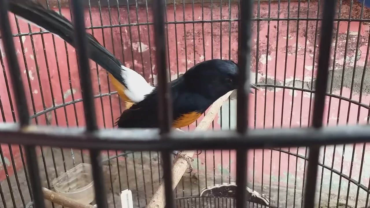 BAKALAN MURAI BATU TROTOL YANG BAGUS...