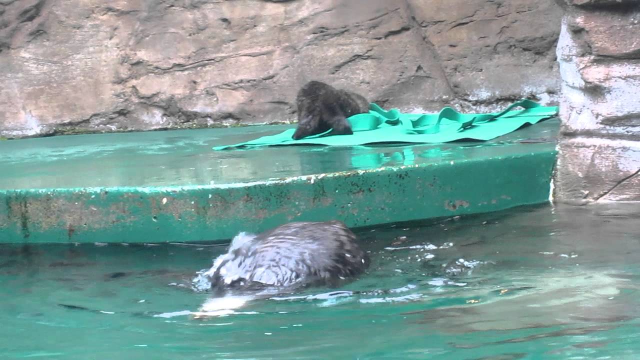 Seattle Aquarium baby otter Feb 21, 2012