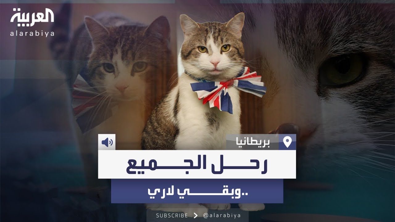 قصة صاحب الوظيفة الأكثر استقرارا في 10 داونينغ ستريت.. قصة القط لاري
