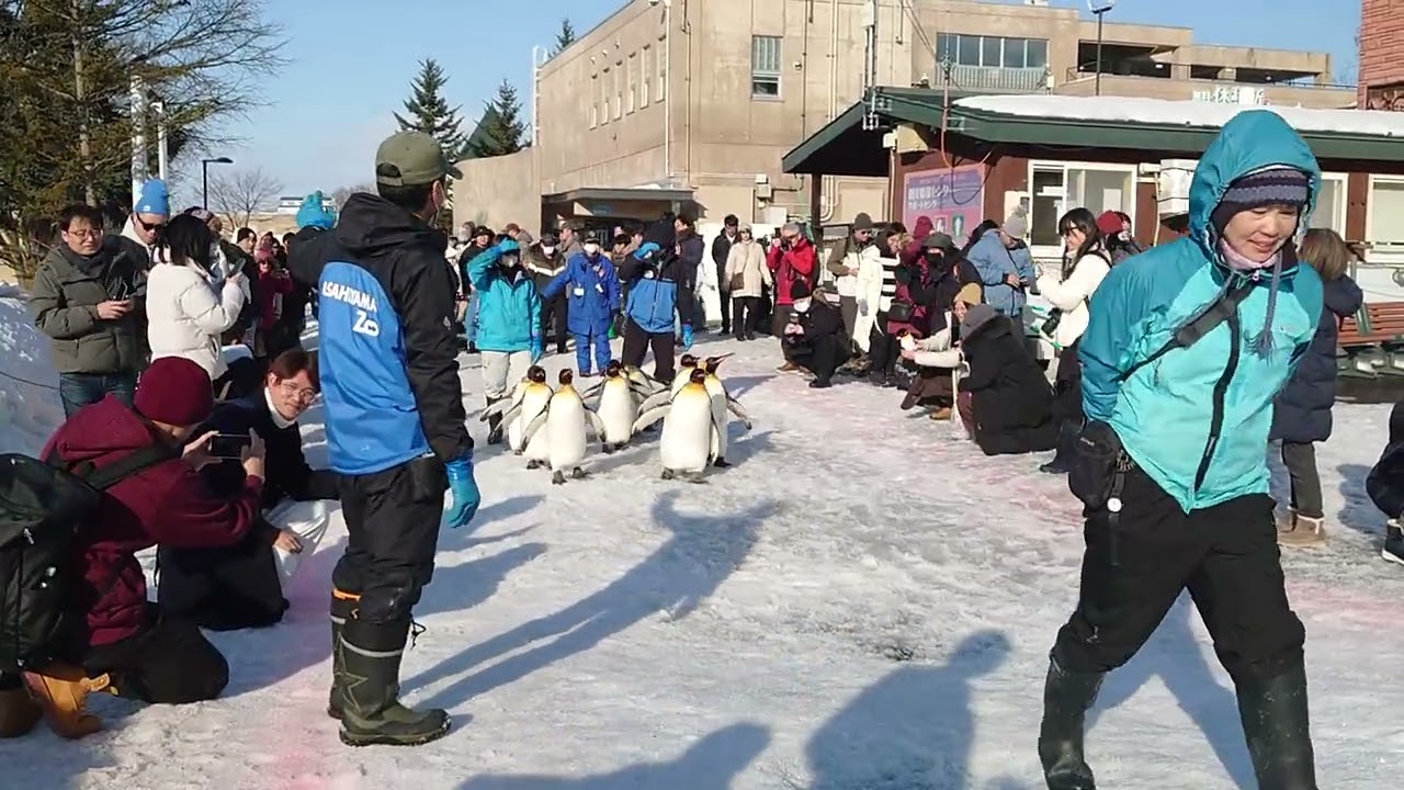 旭山動物園ペンギンの散歩2026/2/25②