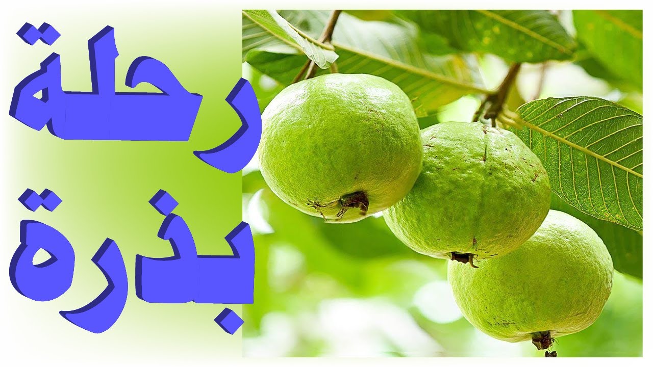 شاهد شتل الجوافة من البذرة حتى الإنبات… تجربة فاكهة الجوافة ناجحة خطوة بخطوة! 🌱🍈”
