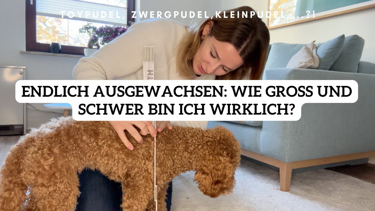 Vom Toypudel zum Kleinpudel | Pudel Lotti