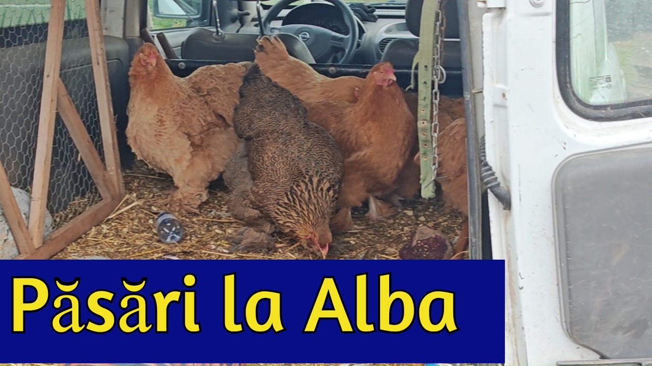 Piața săptămânală păsări si iepuri Alba