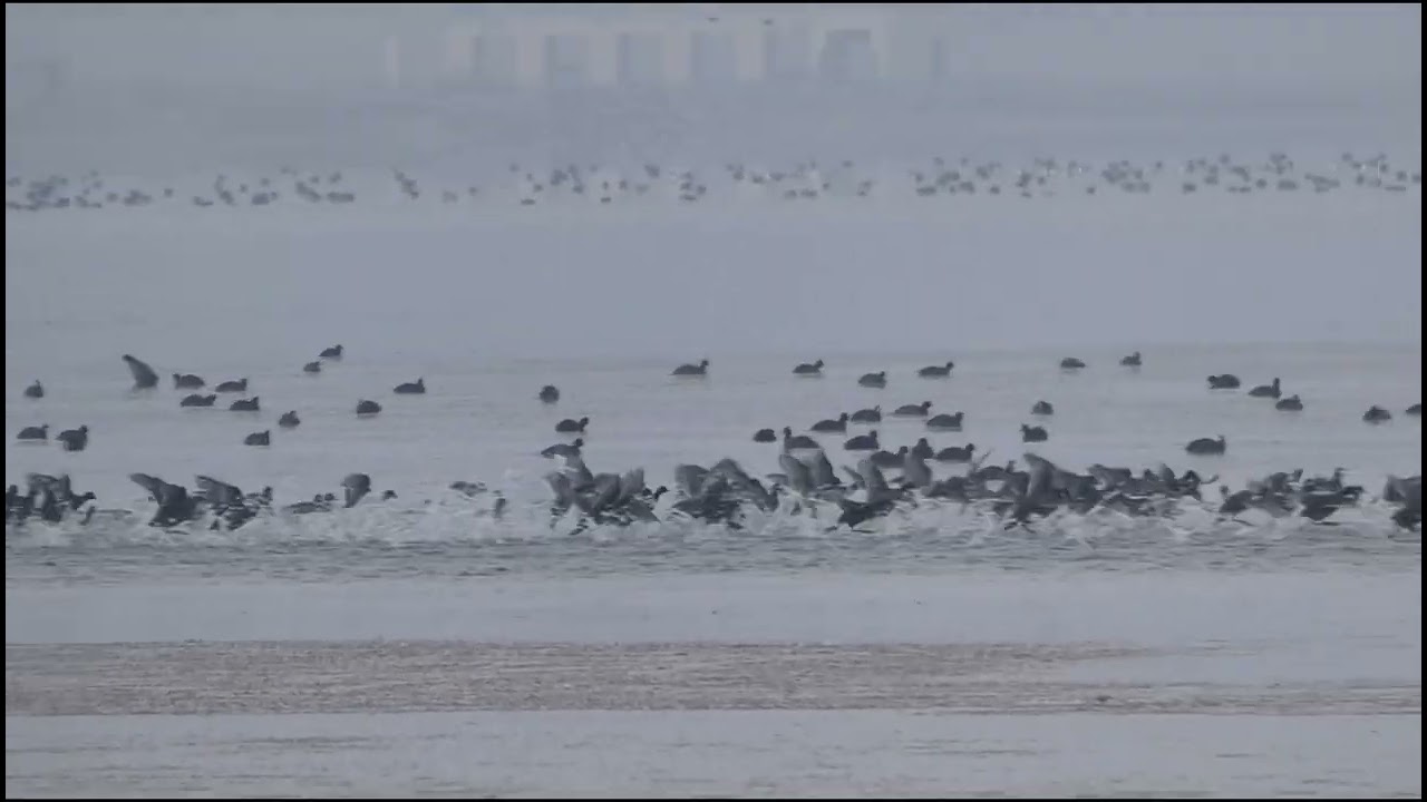 Eurasian Coot - Лыска