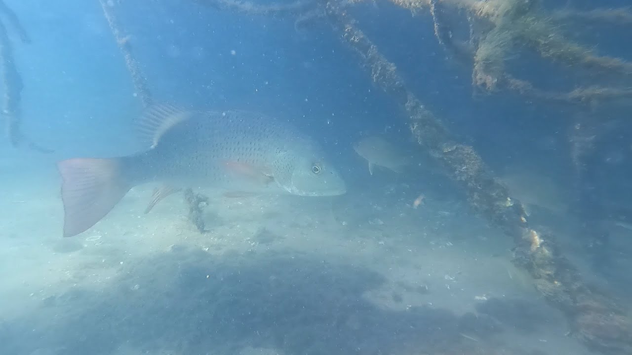 PARGOS para ZARANDEAR en AGUA CRISTALINA// PESCA CON ARPÓN//