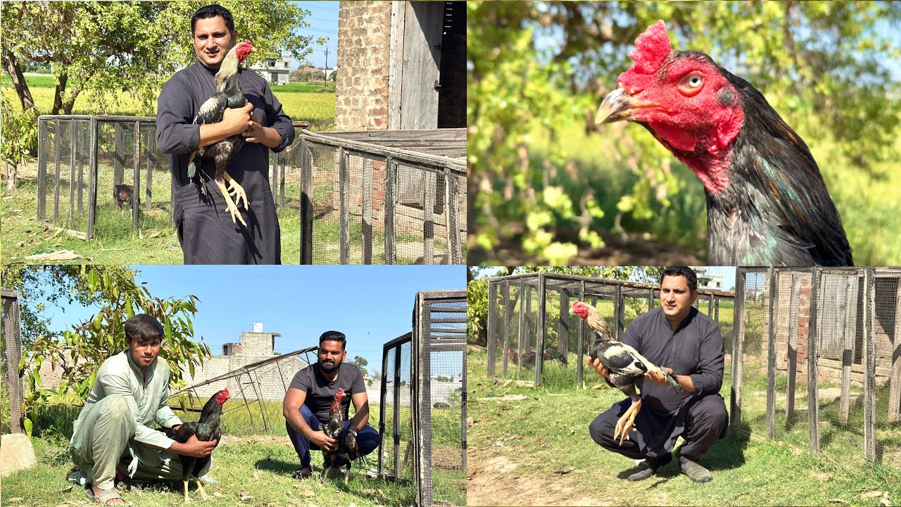 Gujrat walon k Aseel murghy | Quality aseel murgy