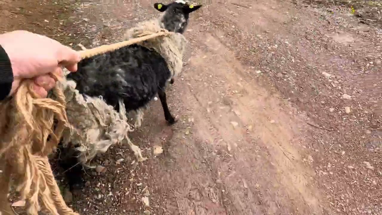 ODVOJILI SMO OVCE OD JAGNJADI - SA OVCOM KAO NA RODEU - PRVI DEO