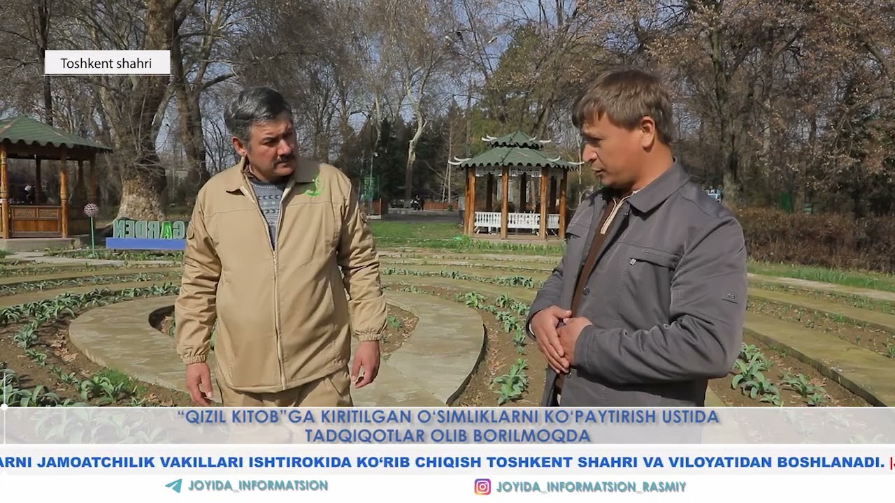 “QIZIL KITOB”GA KIRITILGAN O‘SIMLIKLARNI KO‘PAYTIRISH USTIDA TADQIQOTLAR OLIB BORILMOQDA