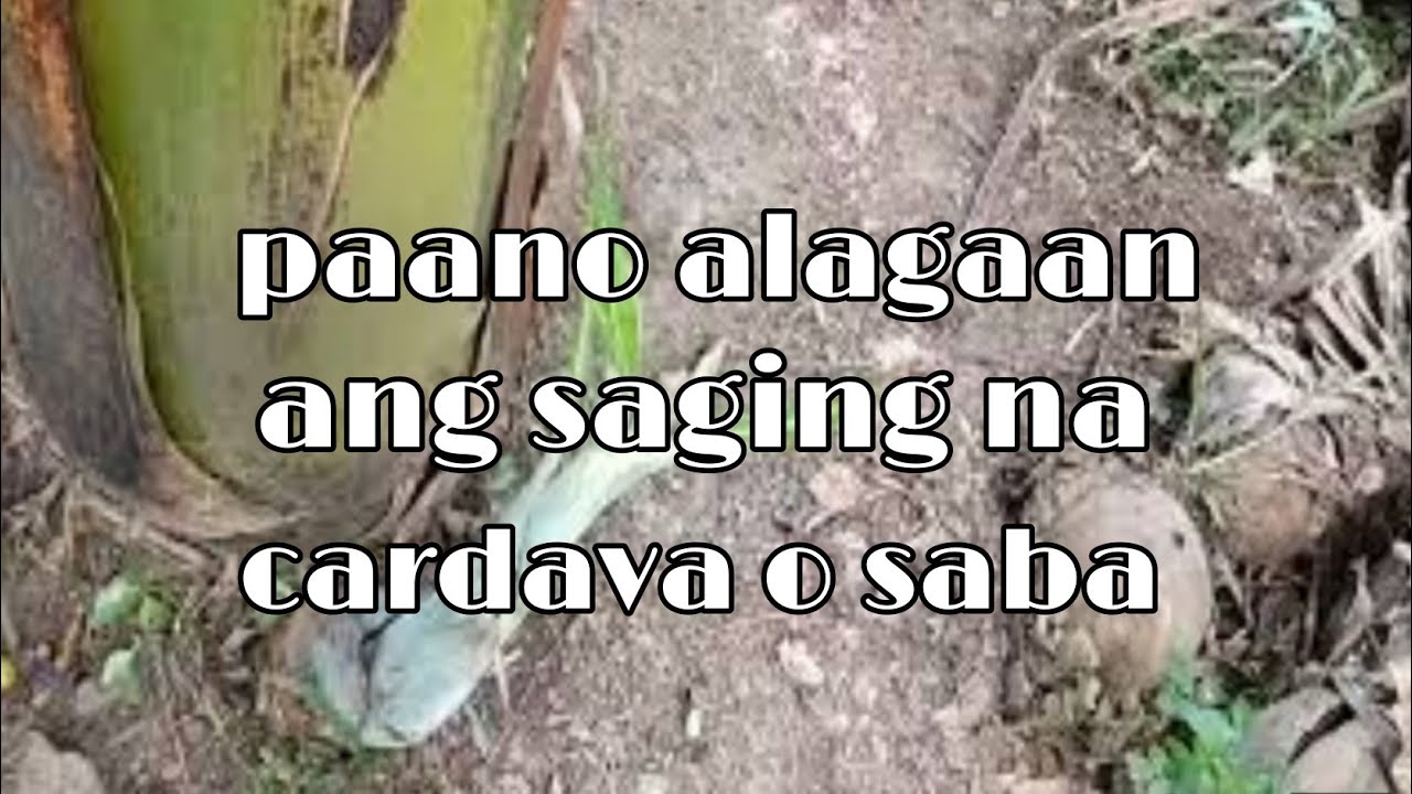 PAANO BA ALAGAAN ANG SAGING NA CARDABA 