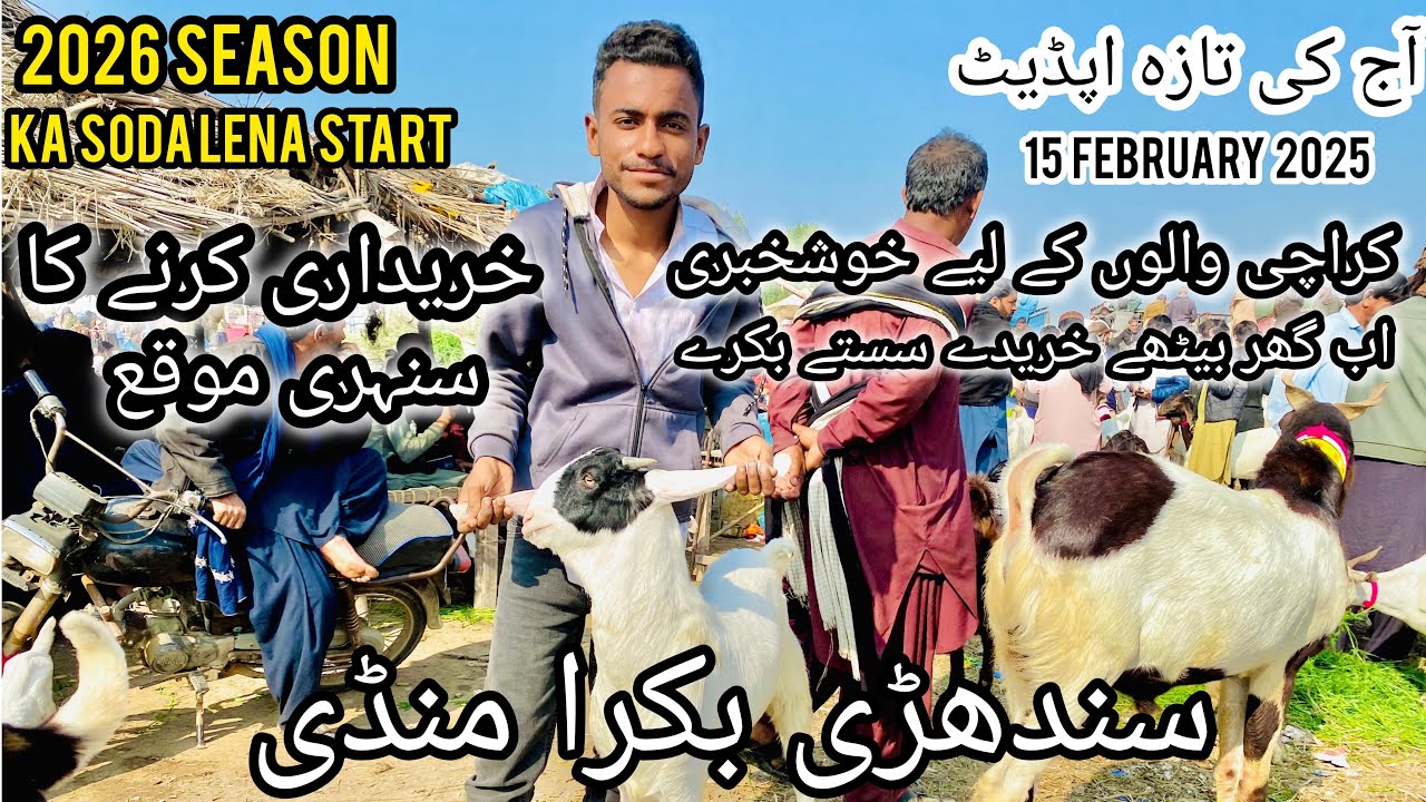 Sindhri Bakra Mandi Latest Update 15 February 2026 😍 | Ghar Betay Kariday Sasty bakre 😱