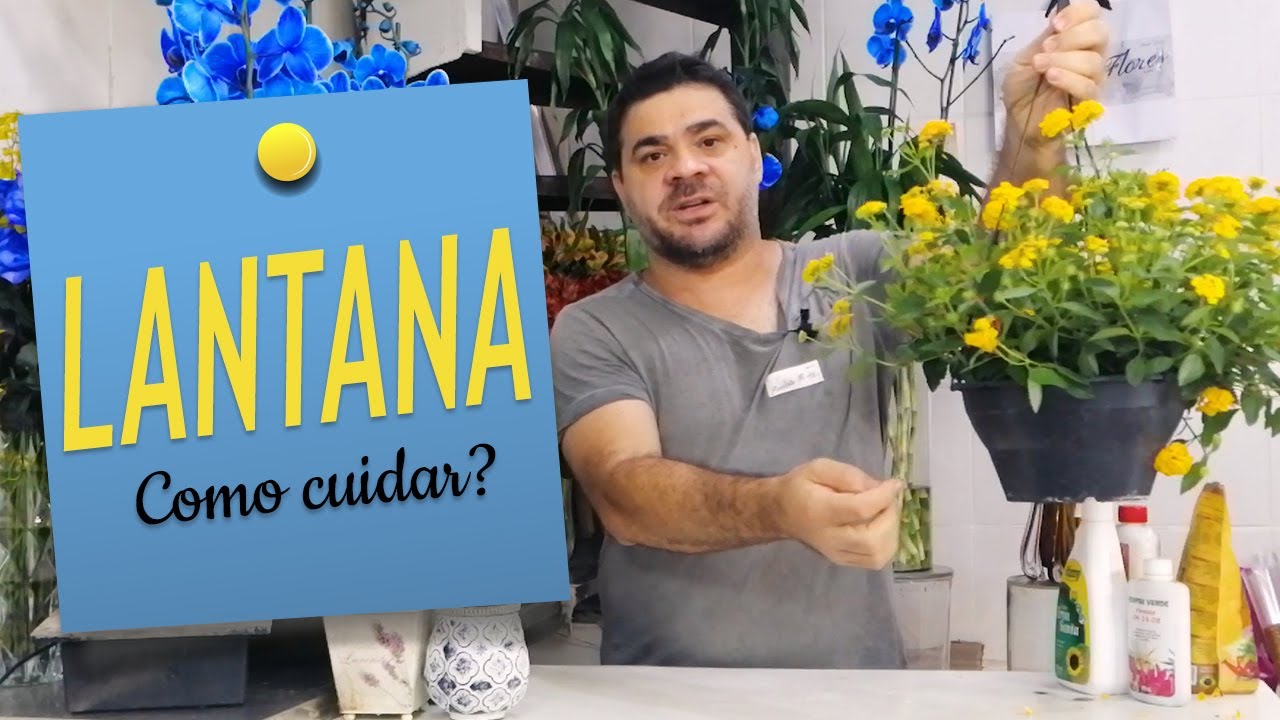 Como cuidar da Lantana?