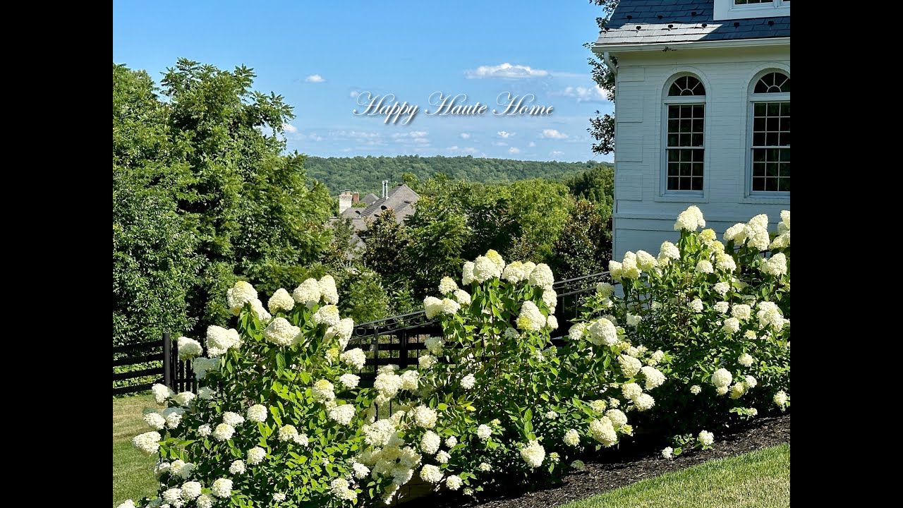 How Our Hydrangeas are Handling the Hottest July on Record | Gardening Tips | Limelight Hydrangeas