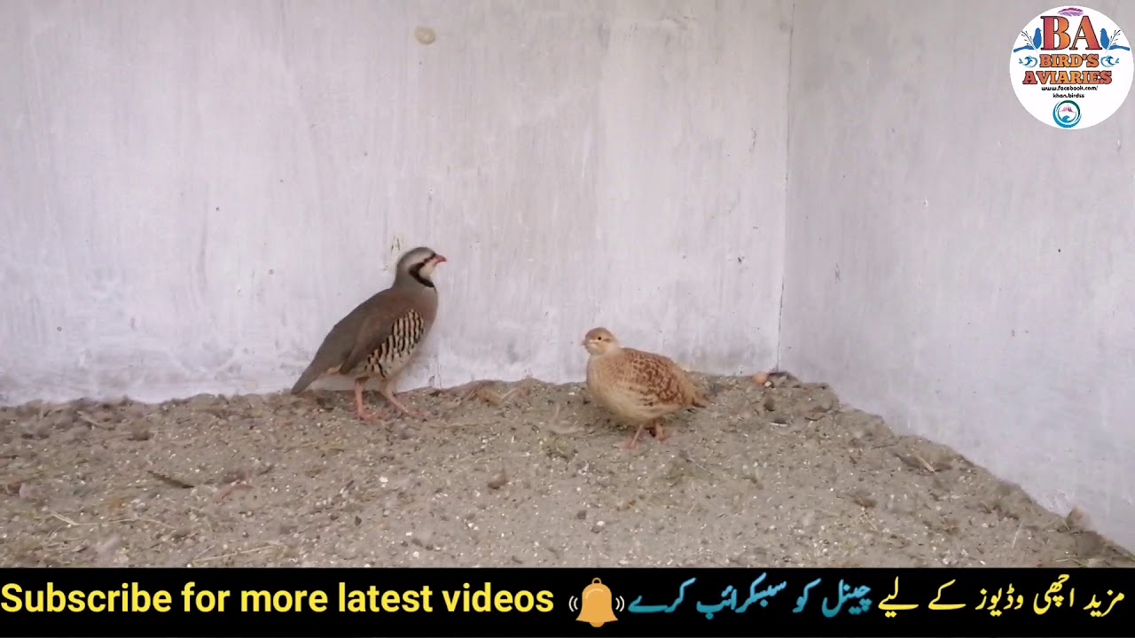 Chakoor And Teeter Cross Breed Start || Chakoor Breeding Urdu Hindi