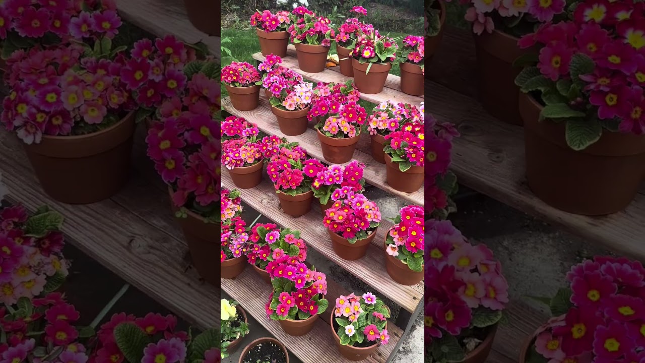 Stair step planters in the garden!