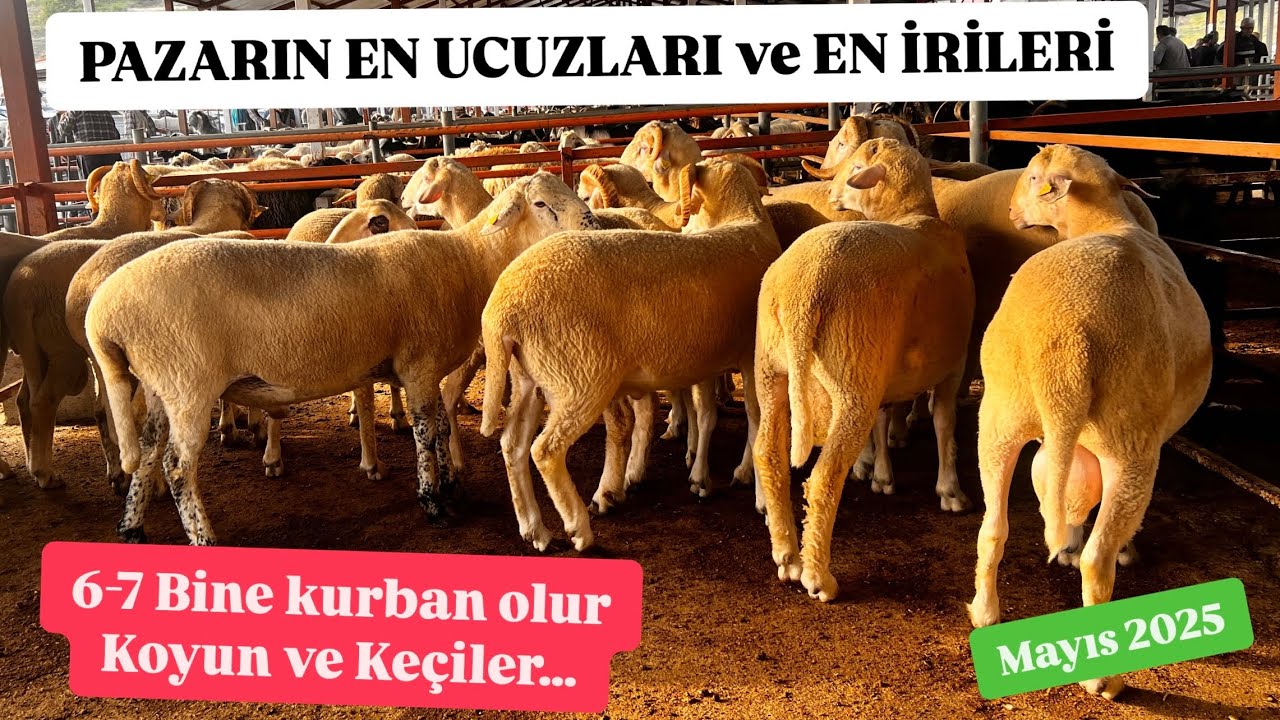 CANLI HAYVAN PAZARI KURBANLIK FİYATLARI PAZARIN EN UCUZ VE EN İRİ KURBANLIKLARI #koyun #keçi #kurban