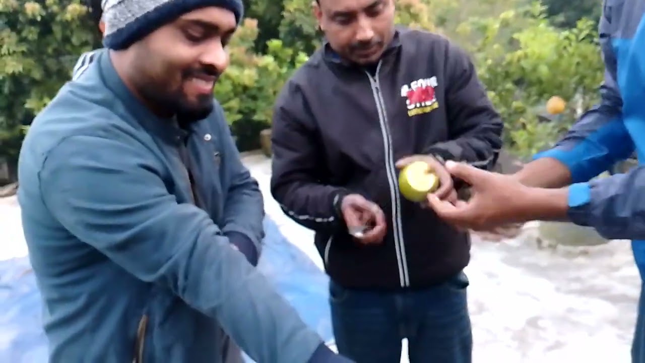 নতুন জাতের সেরা মাল্টা RN 2 Malta.