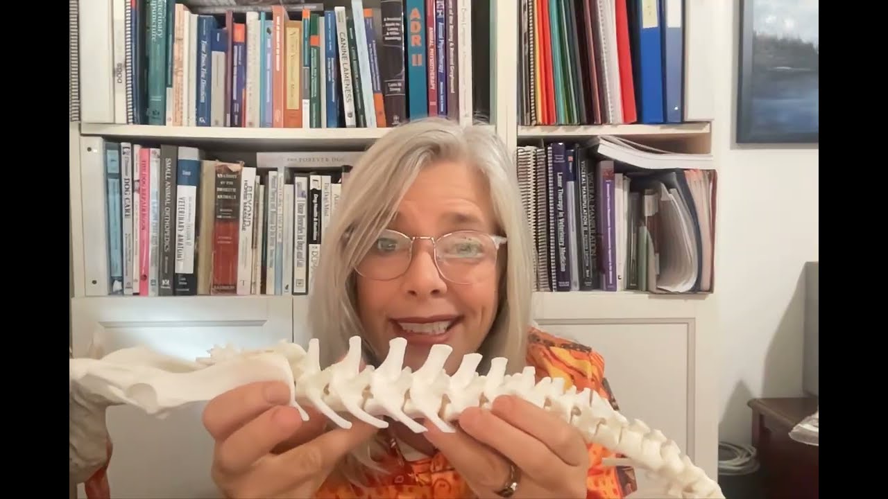 FourLegRehabMinute-TreatingSpondylosis