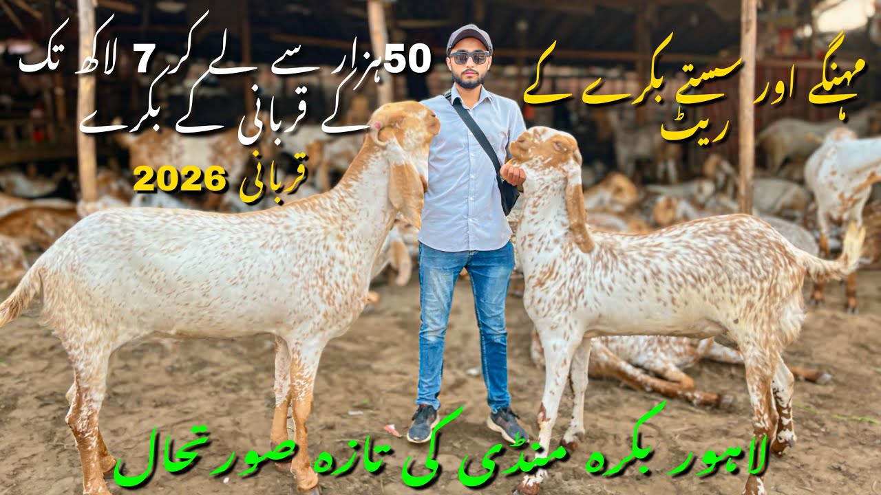 Lahore Bakra Mandi Sunday Update🐐 || Cow Mandi Punjab 2026 || Live Deal