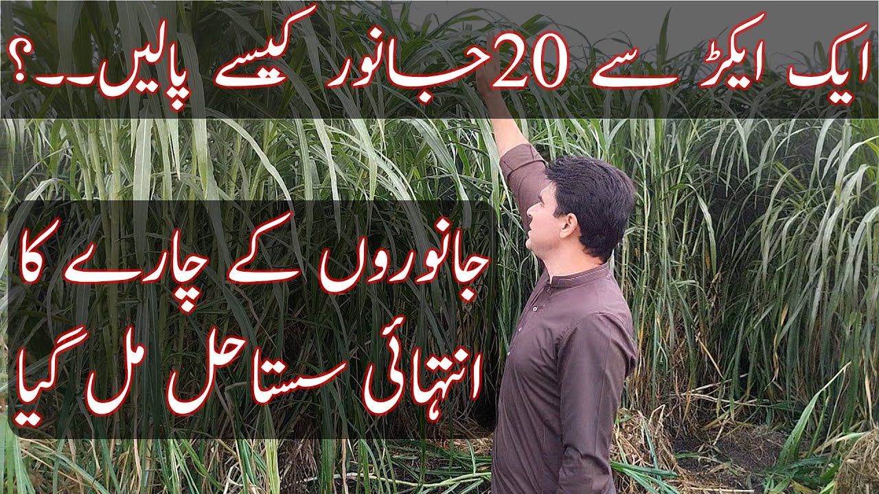 Napier grass cultivation|Facts about Napier Grass|Original CO5|Kamadi chara|اصلی نیپئر گراس