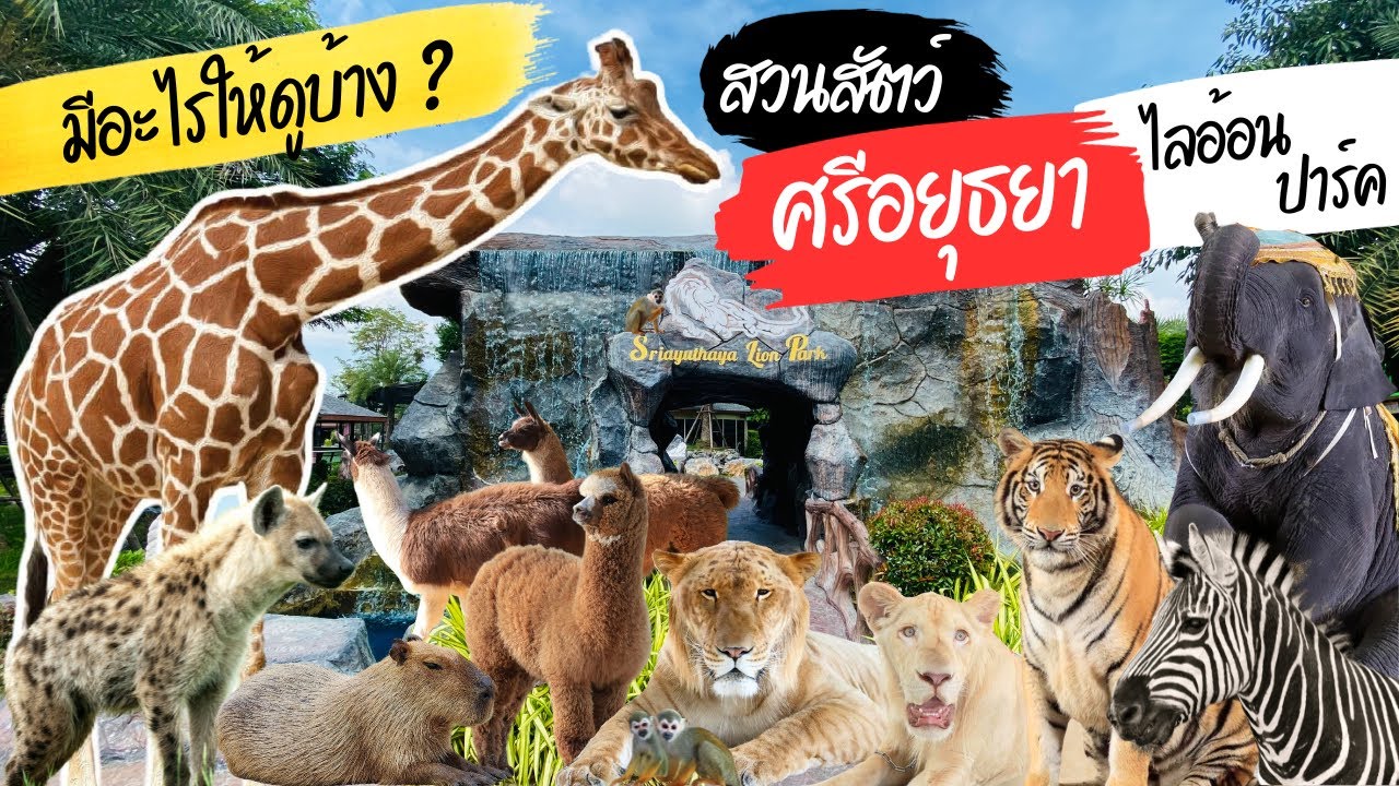 สวนสัตว์ ศรีอยุธยาไลอ้อนปาร์ค มีอะไรบ้าง ? สวนสัตว์อยุธยา Sriayuthaya Lion Park ที่เที่ยวใกล้กรุงเทพ