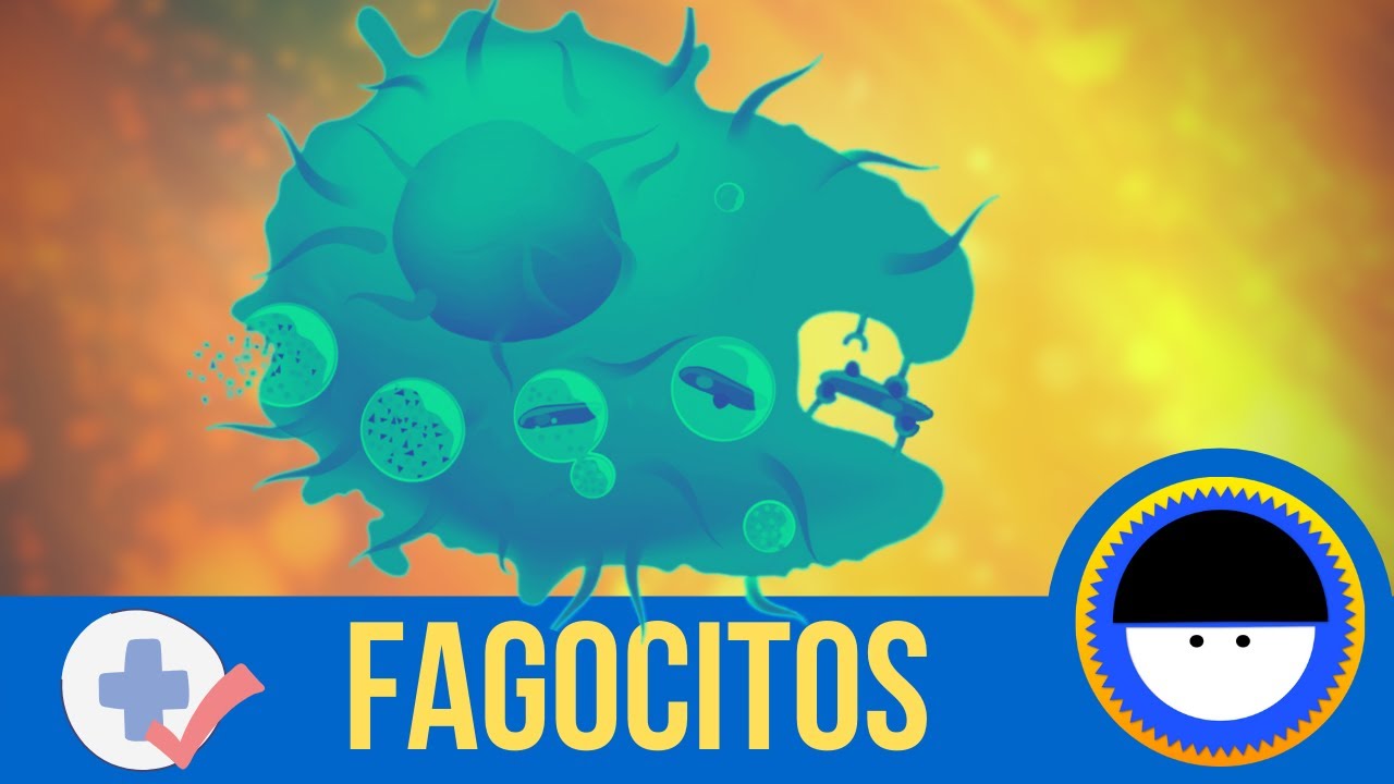 ¿Cuáles son los fagocitos del sistema inmunitario? Explicación audiovisual con animación 🔍