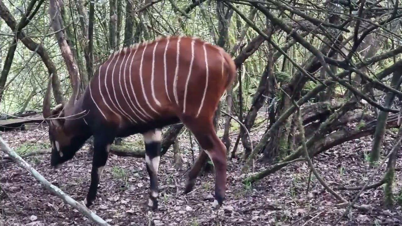 Mount Kenya Wildlife Conservancy Celebrates Birth of 100th Mountain Bongo -