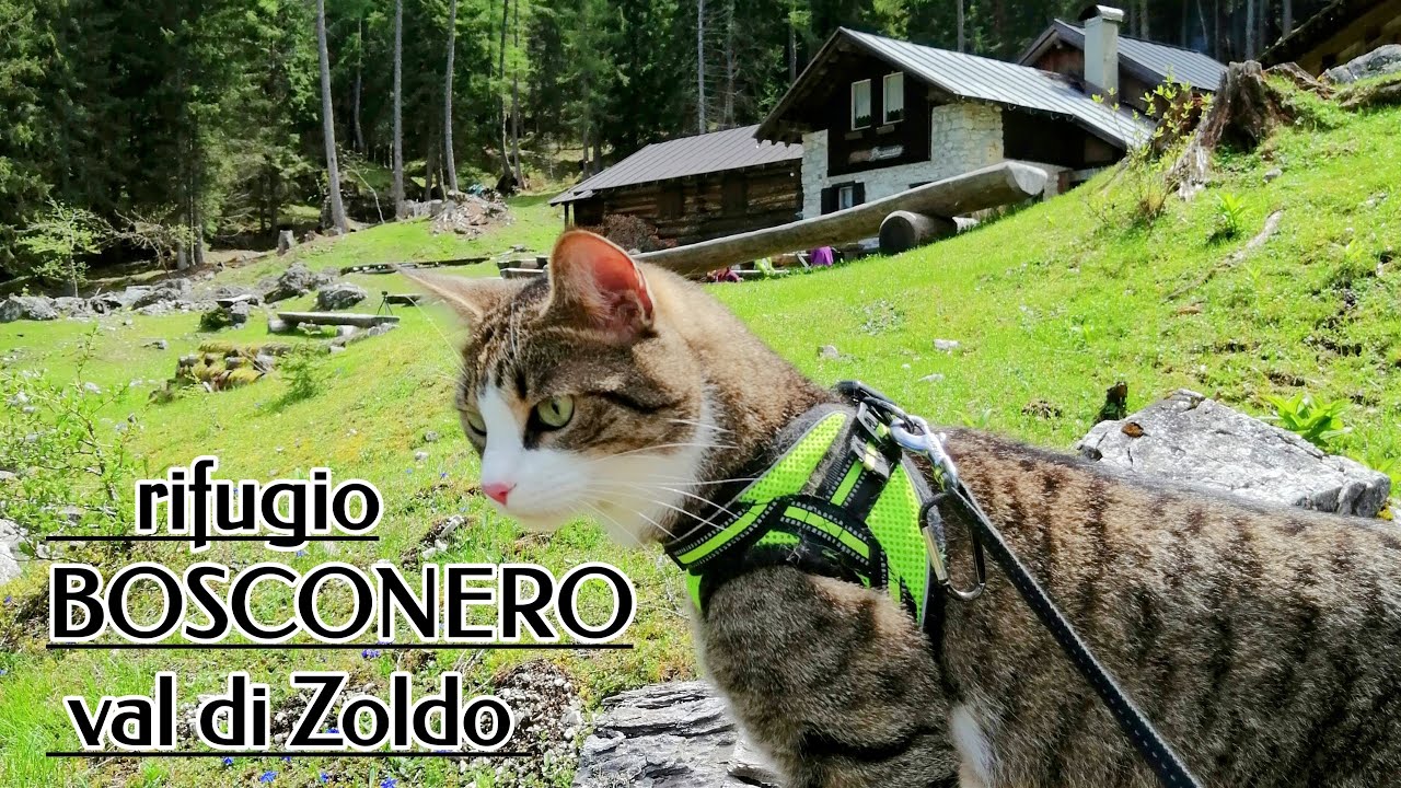 Rifugio BOSCONERO [4k]- Ragù , il primo gatto a raggiungere questo rifugio
