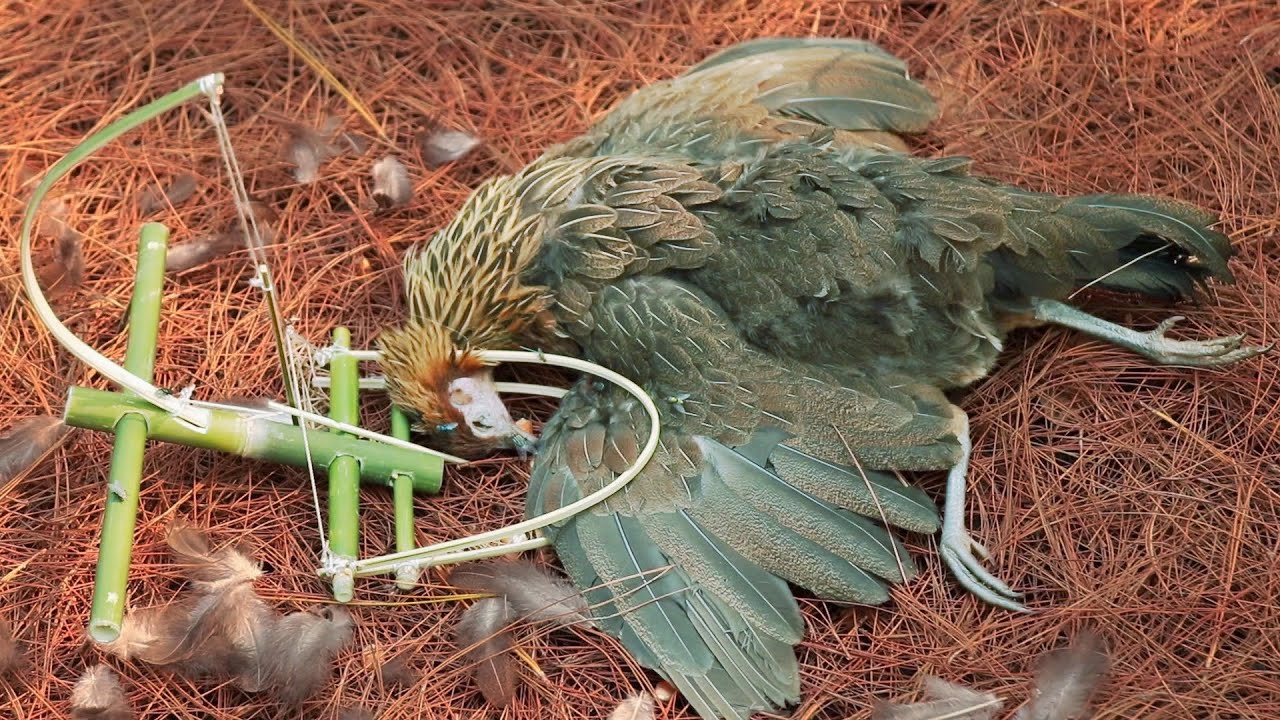 create primitive amazing trap to catch wild chicken