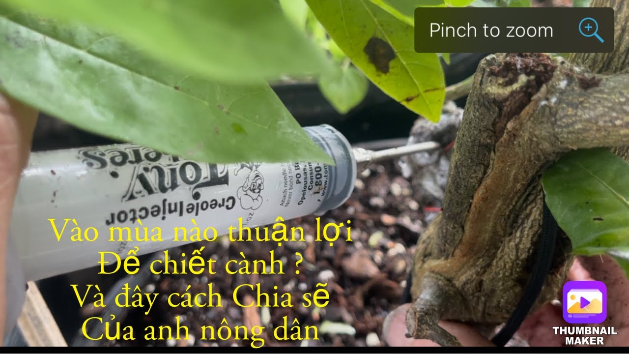 Vào mùa nào thuận lợi để chiết cành cho tất cả các loại cây?