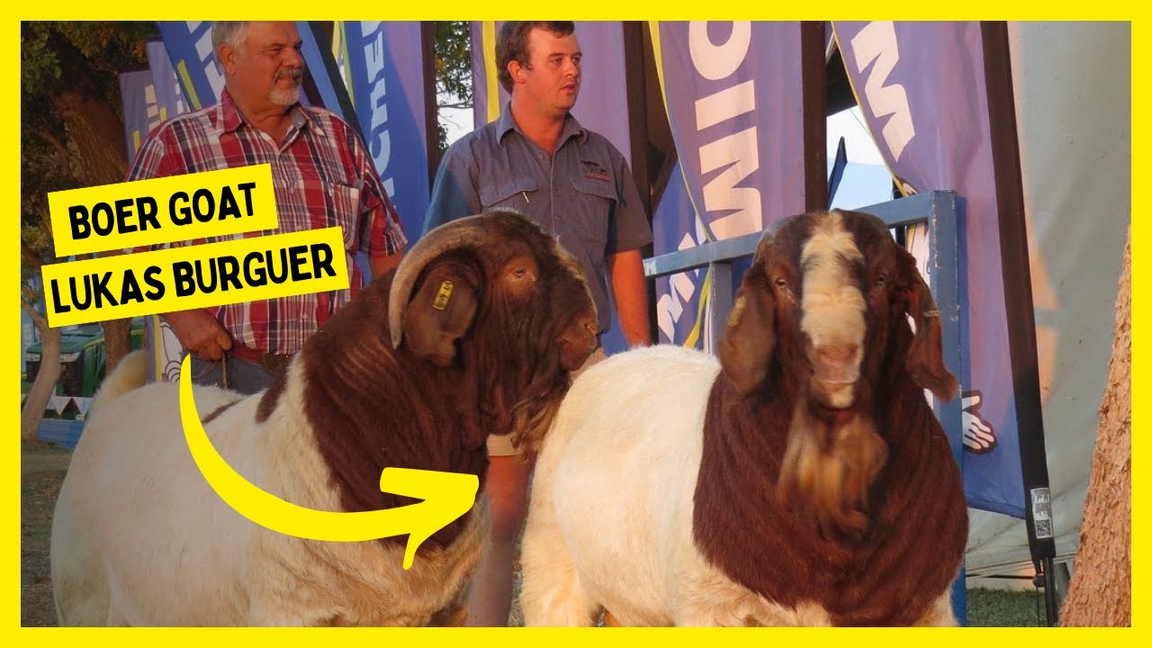 Boer Goat Farm - Lukas Burguer