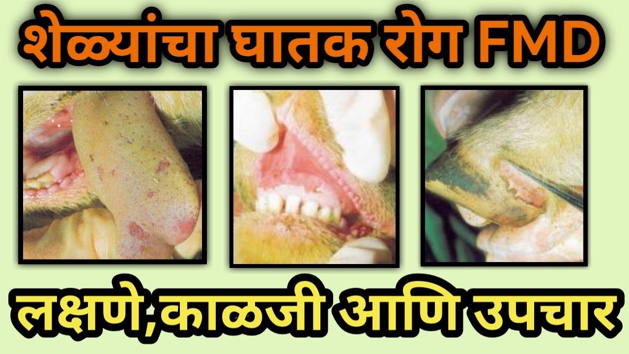 शेळ्यांचा आजार तोंडखुरी/पायखुरी (FMD) रोगाची लक्षणे,कारणे,काळजी आणि उपाय. #शेळीपालन #Shelipalan
