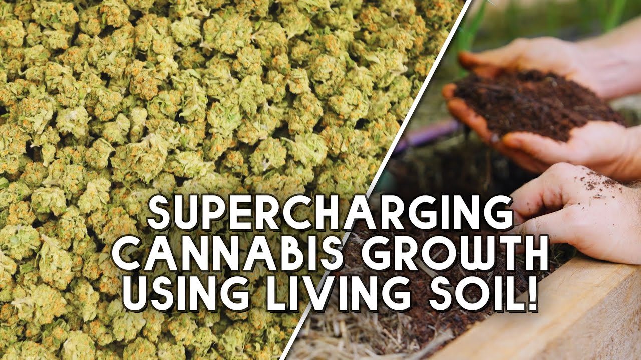 How Living Soil Supercharges Organic Cannabis Growth at Superbly Green - Aussie LSO Cannabis