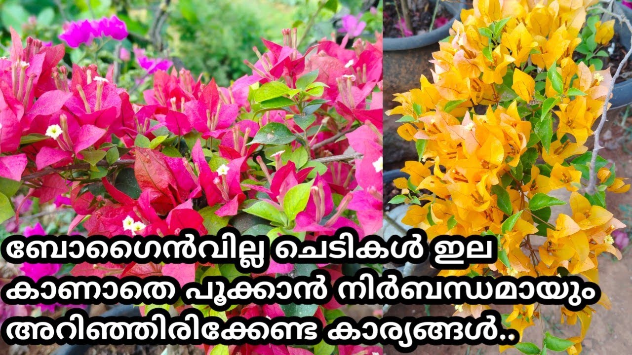 ബോഗൈൻവില്ല ചെടികൾ ഇല കാണാതെ പൂക്കാൻ നിർബന്ധമായും അറിഞ്ഞിരിക്കേണ്ട കാര്യങ്ങൾ... | SR Vlogs by Naji🌹🌹