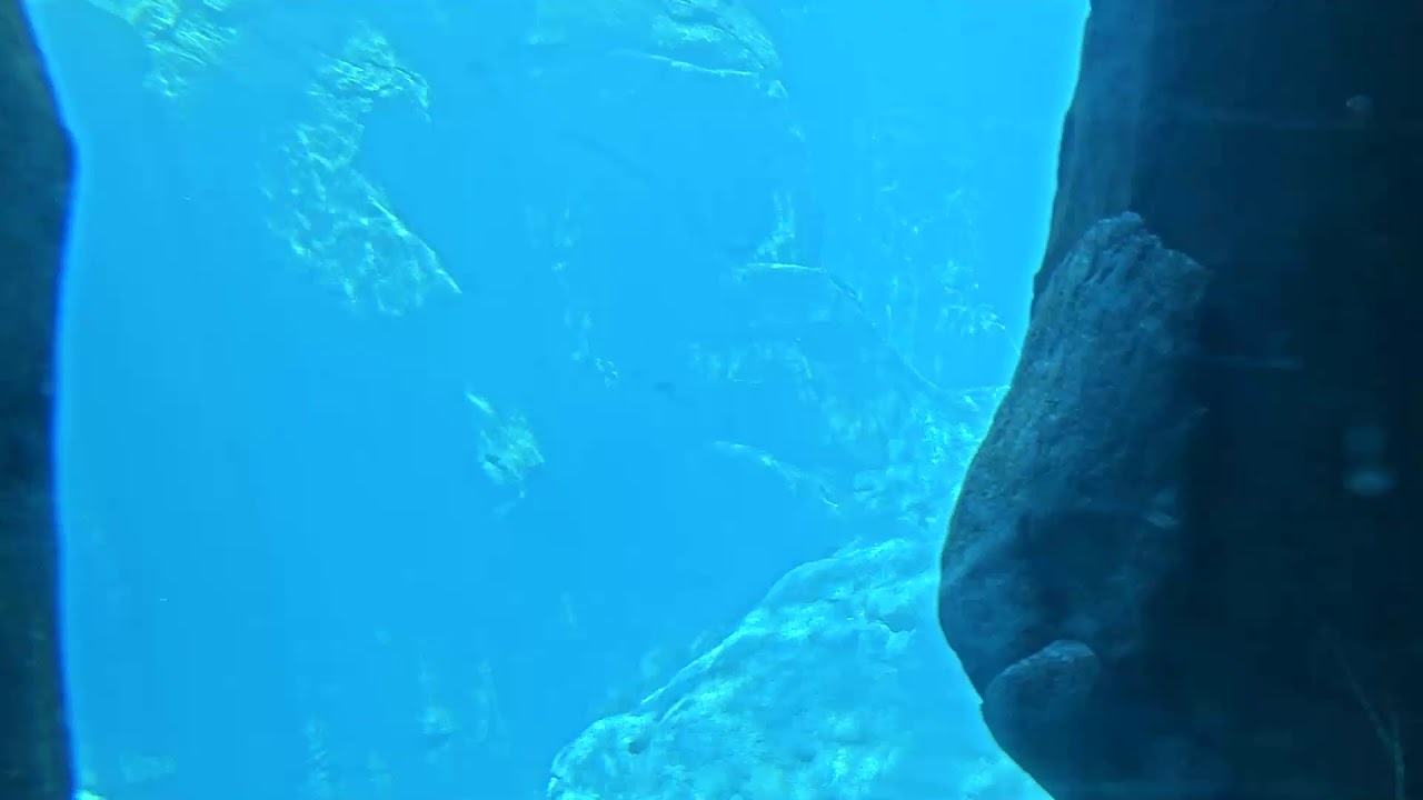 Georgia Aquarium - Beluga Web Cam